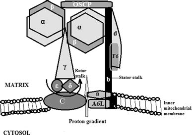 Schema of the structure of human mitochondrial F1F0-ATP synthase or ...