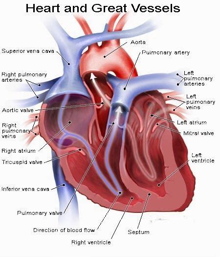 Blood Vessels Of The Heart Diagram