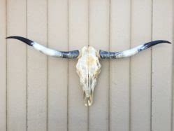 Texas Longhorn Skulls Texas Mounted Longhorns