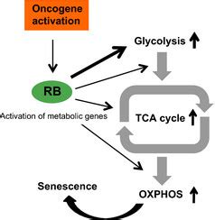 Schematic Model For Rb Mediated Activation Of Both Glycolysis And