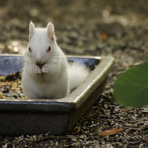 Albino Squirrel 01 by DeaconStrucktor on DeviantArt