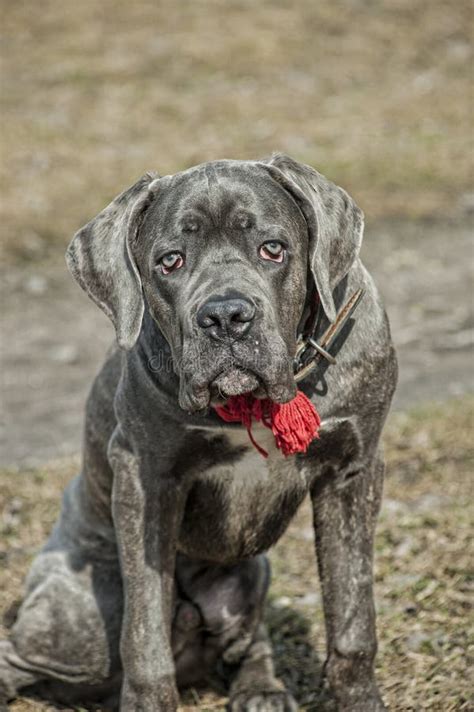 180 Cane Corso Puppy Blue Eyes Stock Photos Free And Royalty Free Stock