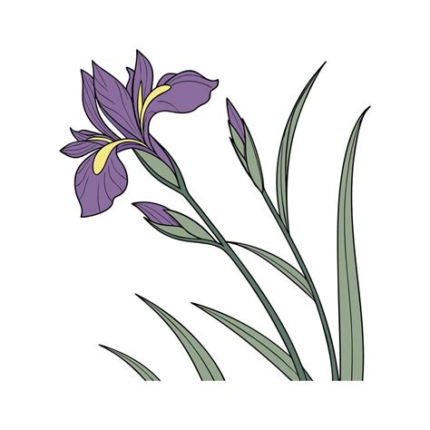 Elegant Dutch Iris Floral Design On White 57810865 Vector Art At Vecteezy