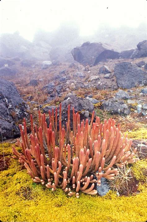 Colombia Parques Naturales Uno De Los Libros Libres De Villegas