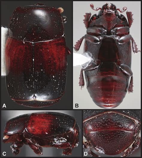 lectotype   rubricatus  dorsal  ventral  lateral  pygidial