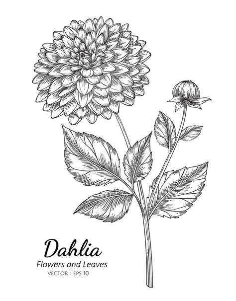 Dahlia Flower And Botanical 999496 Vector Art At Vecteezy