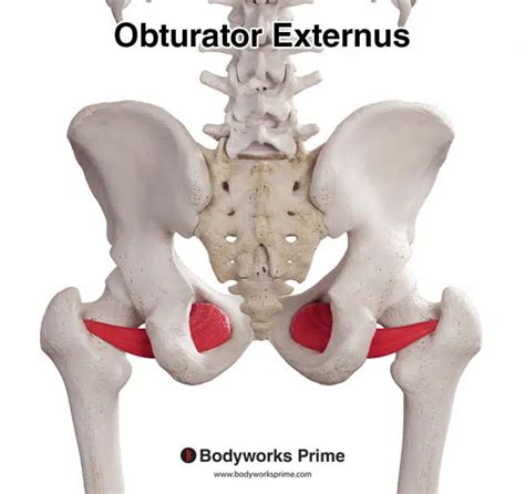 Adductor Brevis Muscle Anatomy Bodyworks Prime