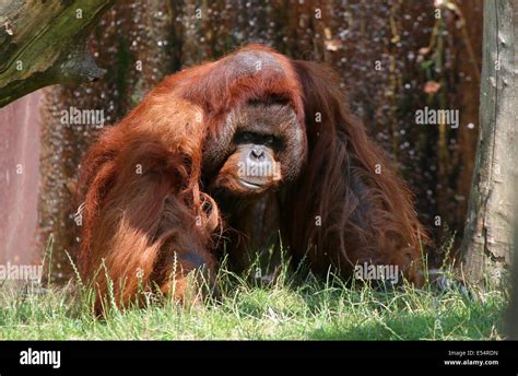 Mature Male Bornean Orangutan Pongo Pygmaeus Kevin In Apenheul Zoo