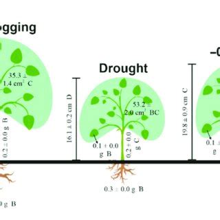 Root Shoot Leaves Biomass Total Leaf Area And Plant Height Measured