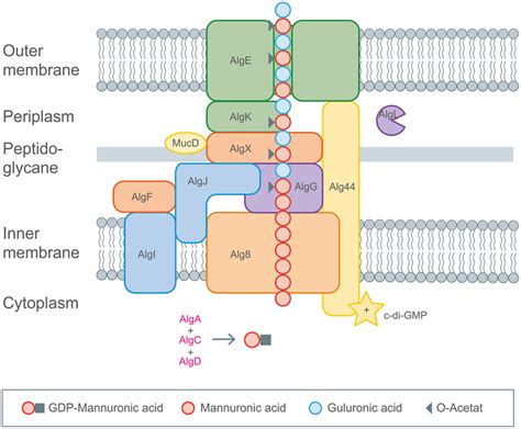 Comparison of the different gene clusters including functions of the ... 