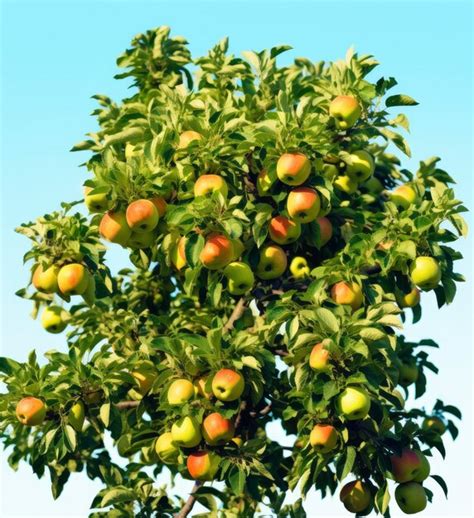 Premium Ai Image A Beautiful Green Apple Tree