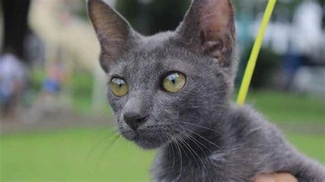 Mengenal Busok Kucing Ras Asli Indonesia Yang Mirip British Shorthair