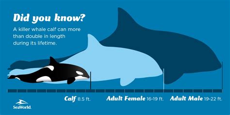 Largest Killer Whale