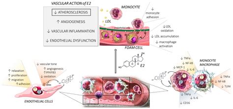 Ijms Free Full Text Estrogen Receptor Functions And Pathways At The