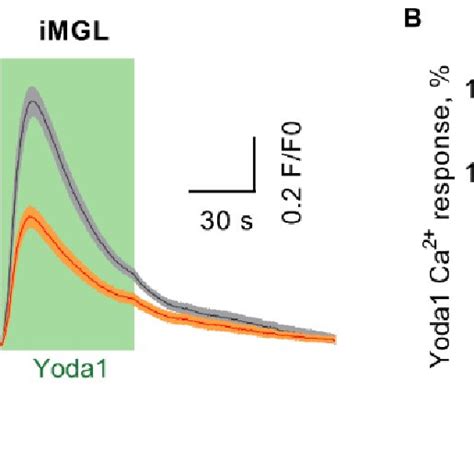 A Inhibits Piezo Activation In Human Imgls A Average Representative