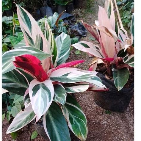 Jual Tanaman Hias Meranti Bali Tanaman Hias Calathea Meranti Bali