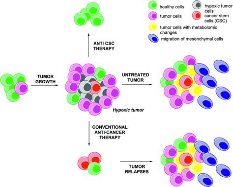 Hypoxia Inducible Factor Down Regulation Cancer And Cancer Stem Cells Cscs Ongoing Success