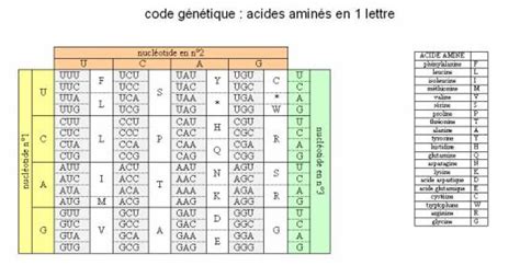 Tableau Des Acides Amin S Pdf