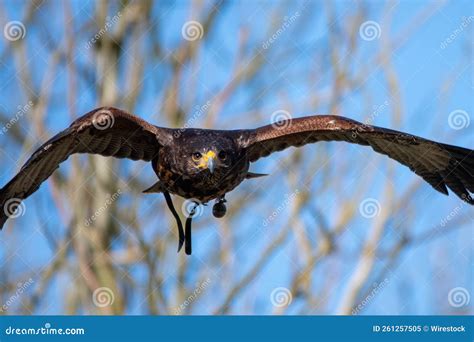 Bird "Steppe Eagle" Flying Against the Cloudless Sky with Wings Spread ...