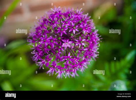 A Purple Allium Giganteum Flower Stock Photo Alamy