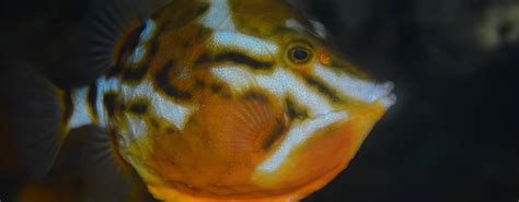 Great Victorian Fish Count - Victorian National Parks ...