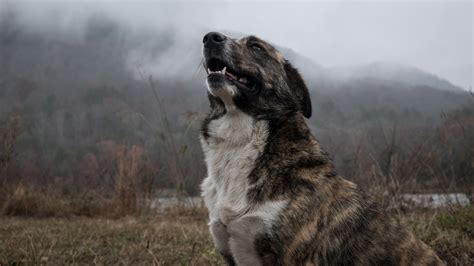 Comment Duquer Son Chien Ne Pas Aboyer Sans Cesse Comment Dresser