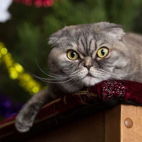 Déco de Noël insolite un sapin pour éviter à votre chat de détruire