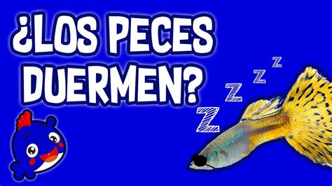 Los Peces Duermen Guppys Durmiendo Youtube