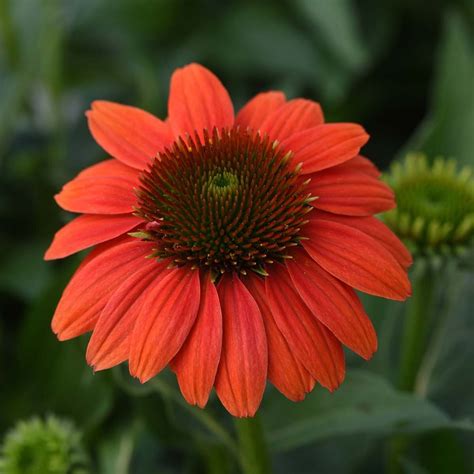 Echinacea X Sombrero Balsomcor Hot Coral Coneflower SiteOne