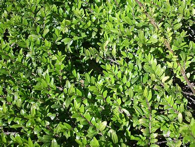 bosso comune mortella  bossolo il giardino degli angeli