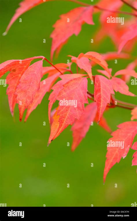 Vine Maple Leaf Hi Res Stock Photography And Images Alamy