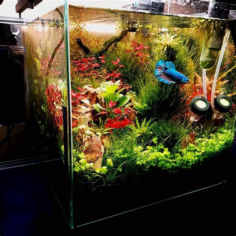 Side View Of Small Nano Cube Tropical Aquarium In Betta Aquarium