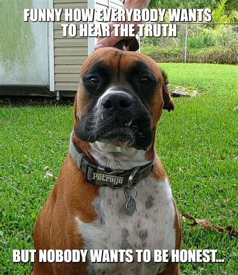 Boxer Dog Wisdom Meme