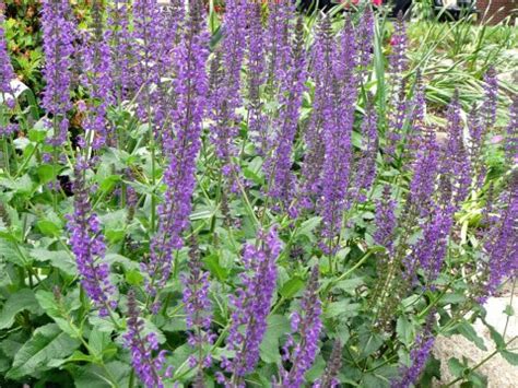 Salvia Divinorum Information | Facts and Details about Salvia plant