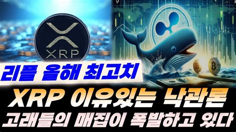 Xrp 올해 최고치 달성 리플 이유있는 낙관론 고래들의 매집이 폭발하고 있다 비트코인 슈퍼사이클 재시작 이더리움