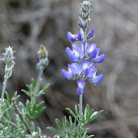 Plants — Friends Of Ballona Wetlands