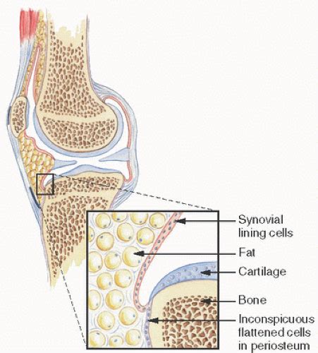 Synovium | Basicmedical Key