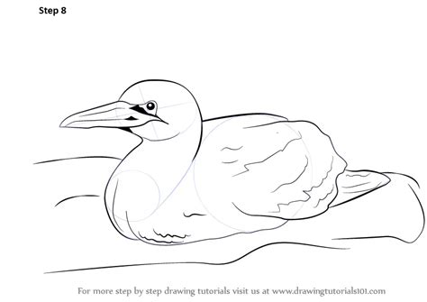 How To Draw A Gannet Seabirds Step By Step