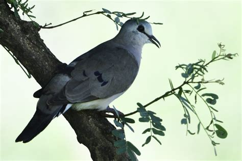 Black Billed Wood Dove Holmen Birding Safaris