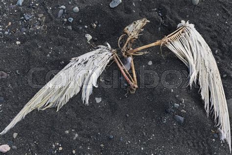 Dead Rotting Bird Carcass On Black Sand Stock Image Colourbox