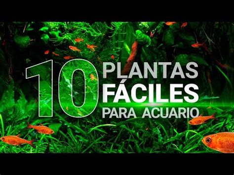 5 plantas de acuario ideales para principiantes Guía completa