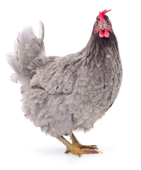 Premium Photo Grey Hen Isolated On White Studio Shot