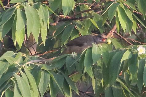 Streak Eared Bulbul From Huai Mae Priang Kaeng Krachan District