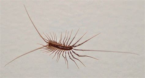 House Centipede Larva