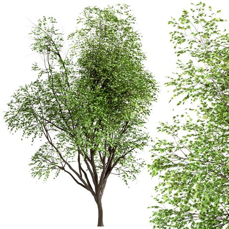 ArtStation - Set of Silver Maple Trees (Acer Saccharinum) (2 Trees