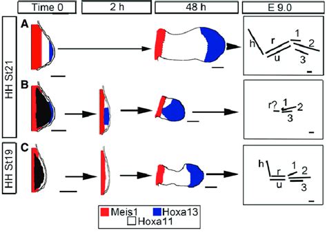 Model Of Hox Gene Involvement In Limb Regulation Summary Figures Of