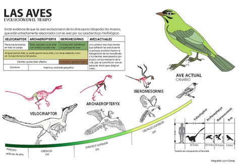 Infograf As E Im Genes Sobre La Evoluci N De Las Aves