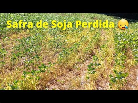 Paran Rs E Sc Safra De Soja Perdida Seca Hist Rica A Maior Dos Ltimos