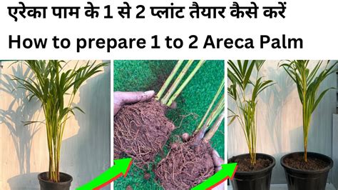 ऐस बनएग एक पड स सकड एरक पम फर म Areca palm