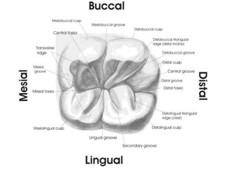 Dentaltown Dental Anatomy And Tooth Morphology Dental Anatomy